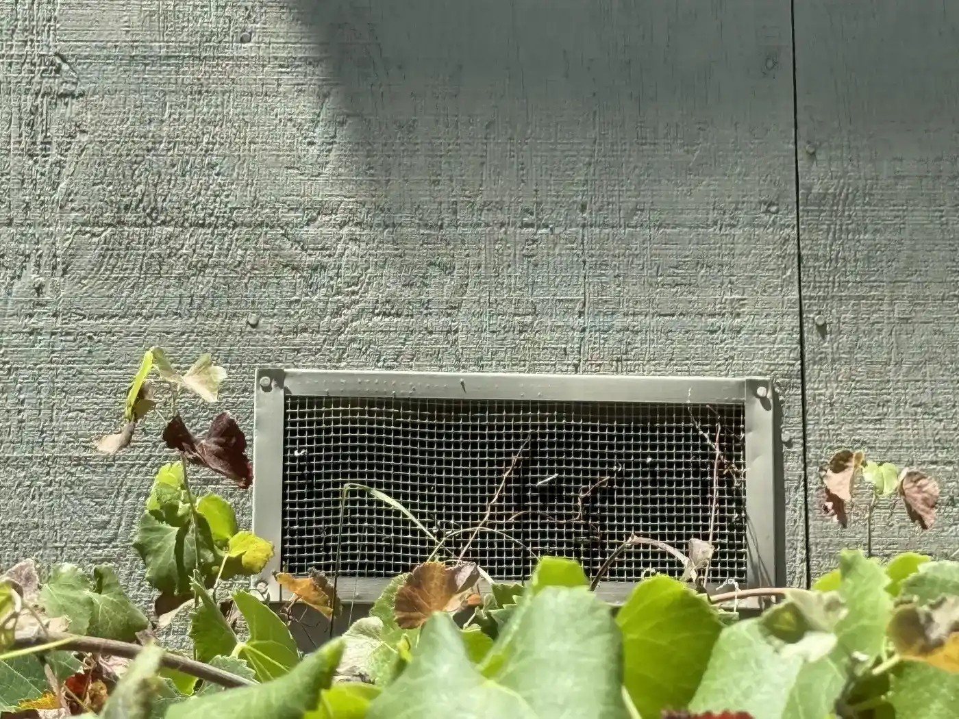 Vegetation growing right up against a coarse vent, a direct path for embers into the crawl space.
