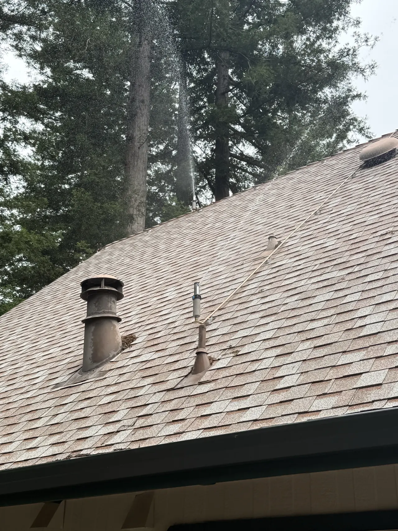 FireRoofs roof-mounted sprinklers spraying water in a live coverage test over a shingle roof surrounded by tall redwoods